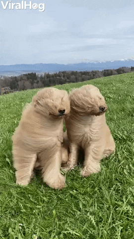 Video gif. Two golden doodles sit in a grassy field and their hair blows wildly in the wind and completely and cutely covers their face as they try to bear it.