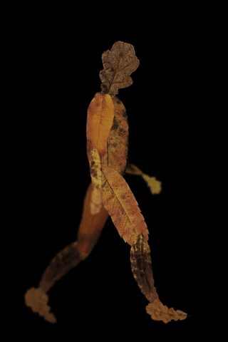 geloescht nature walk leaves glas2022 GIF