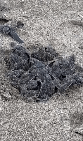 Baby Turtle Hatchlings Crawl in Florida Beach