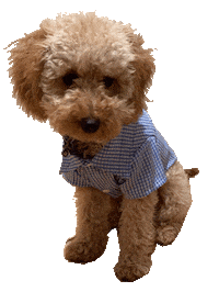 Dog Pet Sticker by DP...AM
