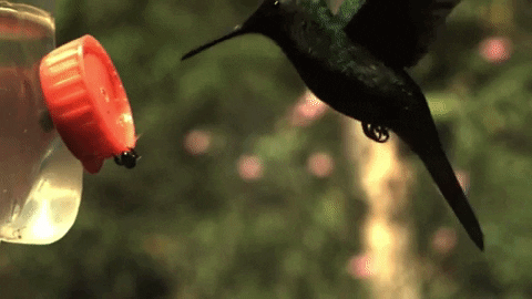 Hummingbird Utsc GIF by University of Toronto Scarborough (UTSC)