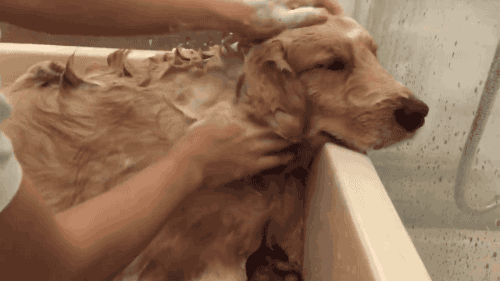 dog bath GIF