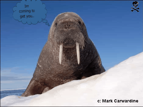 walrus GIF
