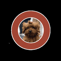 larisa-love dog mishka larisa love GIF