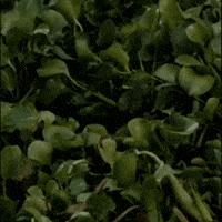 Jim Carrey Africa GIF