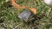 skintdressagedaddy fire book horse books GIF