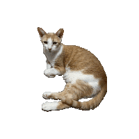 Cat Brian Sticker by B's Music Shop