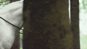 unicorn GIF