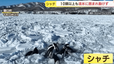 yj_jane giphyupload GIF