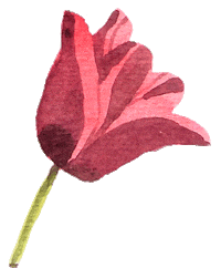 Tulip Sticker