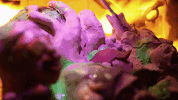 feel it still tidal wave GIF by Portugal. The Man
