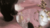muaddibthecat cat mood sparkle yum GIF