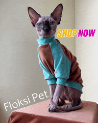 FloksiPet cat blueeyes sphinx одежда GIF