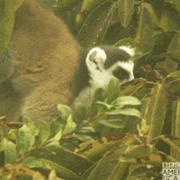 Wildlife Madagascar GIF by BBC America