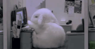 how photoshop cc updates brokengifs GIF