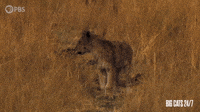 Lion Cub Calling For Mother