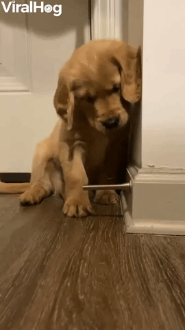 Playful Puppy Fascinated by Doorstop
