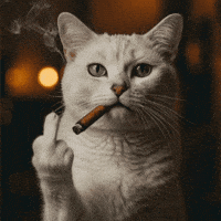 Cat GIF