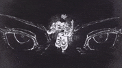 Jujutsu Kaisen Gojo GIF by MSR Media Network