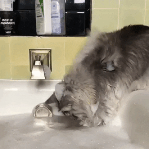 jermbly giphyupload GIF