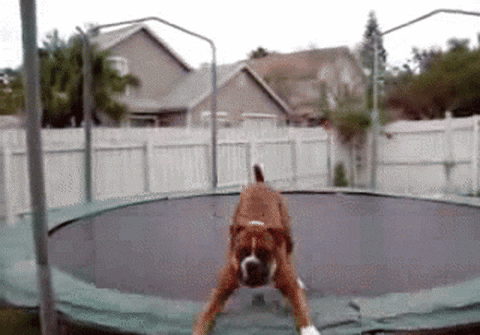 perro GIF