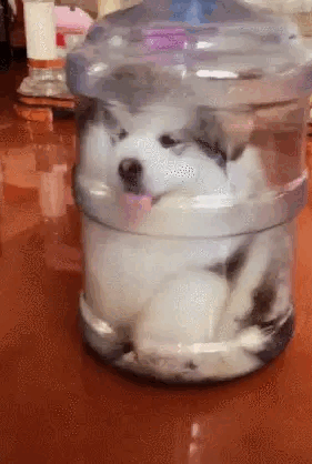 cuteanimalland giphyupload GIF