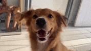 Jonggi dog boring jonggi GIF