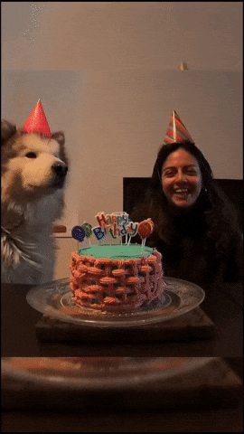 cuteanimalland giphyupload GIF