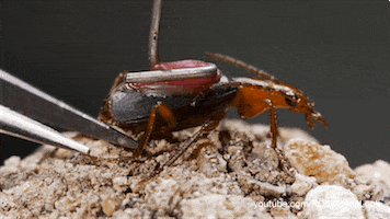 GIF by KQEDScience