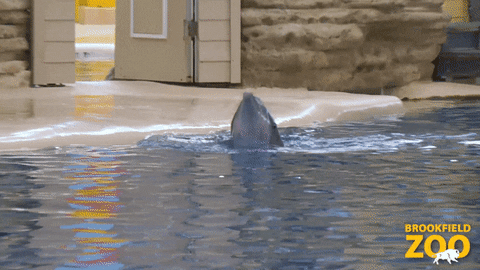 Yes Please Lol GIF by Brookfield Zoo