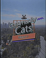 Community Cats: Meet Bill 