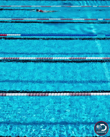 GIF by Shark Week