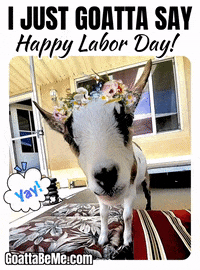 Pet Happy Labor Day GIF by Goatta Be Me Goats! Adventures of Java, Toffee, Pumpkin and Cookie!