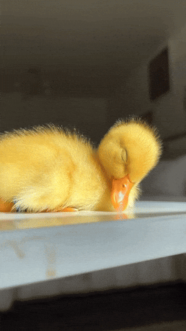 cuteanimalland giphyupload GIF