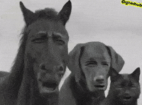 Dog Wow GIF