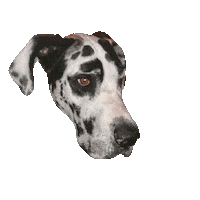 Gus Sticker by DopeDog