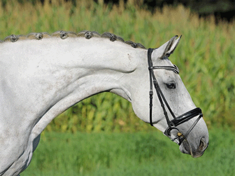 Clipfart giphyupload horse shit poop GIF