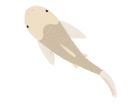 UFIFASCAIP biological control caip ufifascaip grass carp Sticker