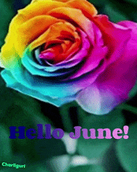 Rainbow Pride GIF by Charli Gurl
