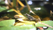 cinemagraph GIF
