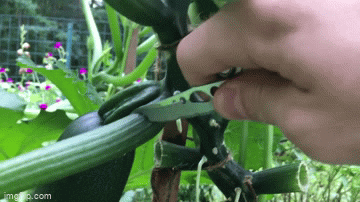 lakeishaethans giphyupload organic backyard gardening channel via youtube GIF