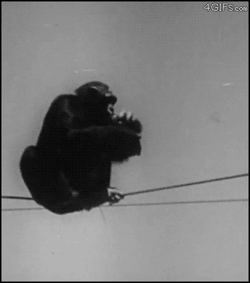 Video gif. Chimpanzee holds a beer bottle in his hand and tries to lay down on a thin wire. He stumbles off, but catches himself with one hand on the wire. As he hangs in the air, the chimp takes a sip out of the bottle.