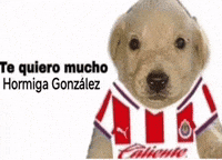 Liga Mx Football GIF