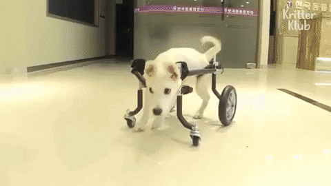 teleton_chile giphygifmaker GIF