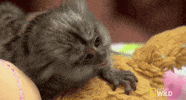 nat geo wild wtf GIF by Dr. K's Exotic Animal ER