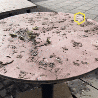 Birds Omg GIF by Linz News
