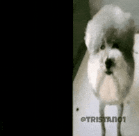 Dog GIF