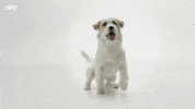 Dog Cane GIF by Sky Italia