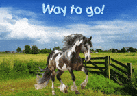 Horses Expressions GIF