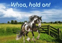 Horses Expressions GIF